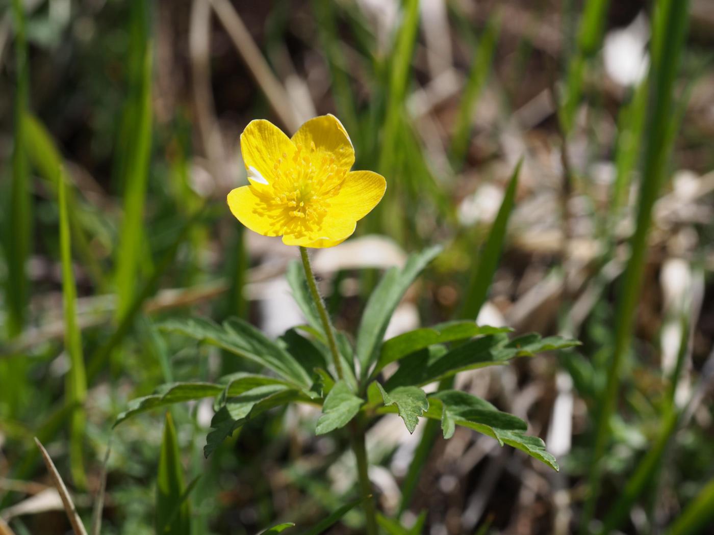 Anemone, Yellow flower